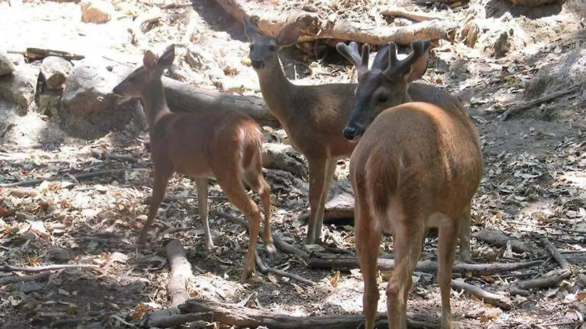 venado 